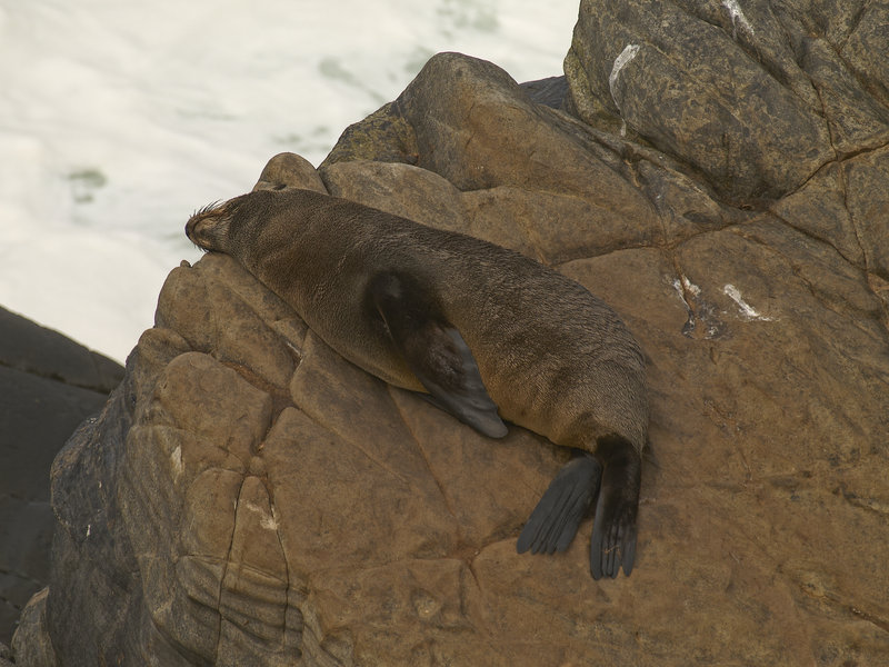 Kangaroo Island, Fur Seal